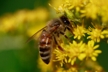 Abeille au travail