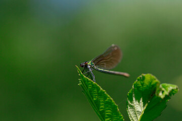 Libellule demoiselle