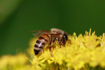 Abeille au travail