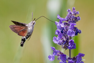moro sphinx