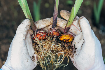 hands holding gladiolus flower bulb onion before planting