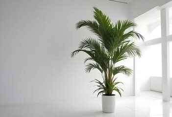 Obraz premium A tall potted palm tree with lush green fronds in a minimalist white room