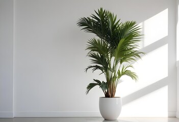 Fototapeta premium A tall potted palm tree with lush green fronds in a minimalist white room