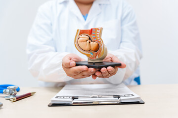 A doctor works at a desk with a model of a female womb containing a fetus, demonstrating growth,...