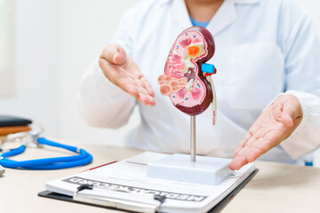 A doctor uses an anatomical kidney model to explain renal diseases, treatments, and diagnostics,...