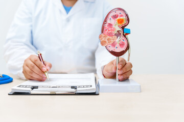 A doctor uses an anatomical kidney model to explain renal diseases, treatments, and diagnostics,...