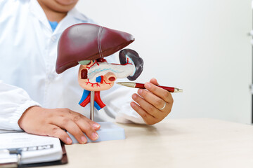 A liver doctor examines a model of the liver, focusing on diseases such as hepatitis, cirrhosis,...