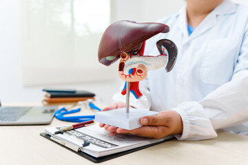 A liver doctor examines a model of the liver, focusing on diseases such as hepatitis, cirrhosis,...