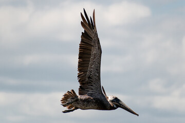 Large brown pelican flying overhead.