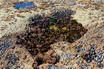 Large Tide Pool Botanical Beach BC. A large tidepool carved into the rocky shelf at Botanical Beach filled with marine life as the surf crashes nearby. Near Port Renfrew BC. 

