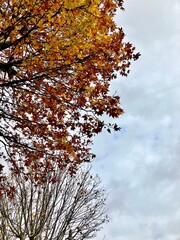 Arves no céu 