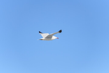 GAVIOTA DE AUDOUIN (Ichthyaetus Andouinii)