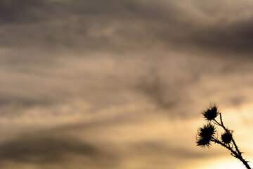 Fototapeta premium SILUETA DE PLANTA DE CARDO MARIANO (Silybum Marianum) AL ATARDECER