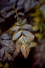 Close-up of a leaf in a natural setting, showcasing its detailed texture and intricate vein pattern. The leaf is bathed in warm light, highlighting its edges