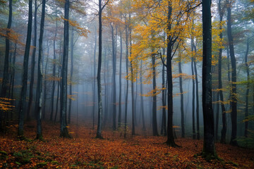 Obraz premium A mysterious forest enveloped in autumn fog.