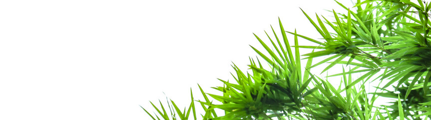 A cut-out of bamboo top leaves on a white background with clipping paths for card making.