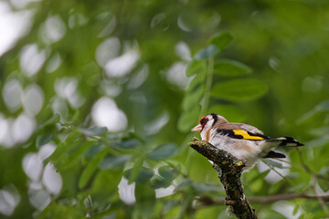 chardonneret élégant
