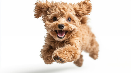 Cute poodle dog jumping isolated on white background, studio shot
