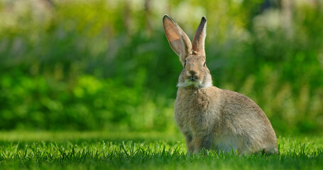 A cute rabbit sits on a lush green meadow, its soft fur and long ears creating a charming portrait of this adorable animal in its natural environment.
