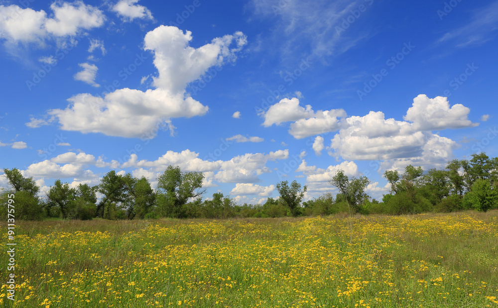 Wall mural wild yellow flowers on summer meadow