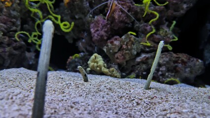 Serpente da areia e enguia-jardineira 