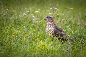 A young Eurasian goshawk stands on the ground in the green grass towards the camera lens on a cloudy summer day.