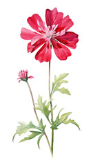 Obraz premium PNG Flower dahlia petal plant.