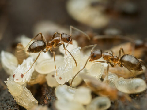 ants on a pile of larvae
