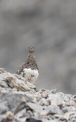 Fine art portrait of Rock ptarmigan (Lagopus muta)