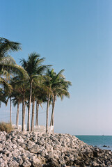 palm trees