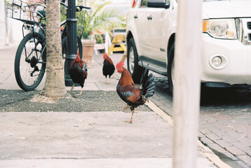 rooster in Key West © Becky