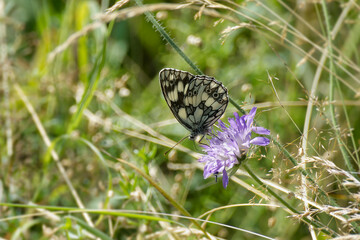 Marbled White (Melanargia galathea) butterfly sitting on a small scabious in Rougemont, Switzerland