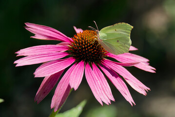 Obraz premium Common brimstone butterfly (Gonepteryx rhamni) sitting on a echinacea flower in Zurich, Switzerland
