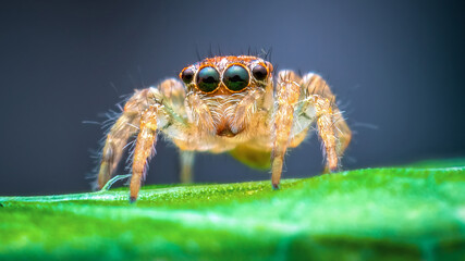 Female Maevia inclemens Jumping Spider