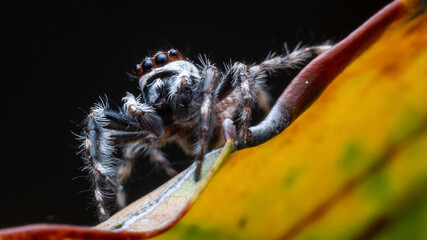 Adult Male Gray Wall Jumping Spider of the species Menemerus bivittatus