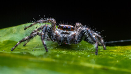 Adult Male Gray Wall Jumping Spider of the species Menemerus bivittatus