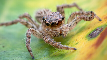 Female Maevia inclemens Jumping Spider