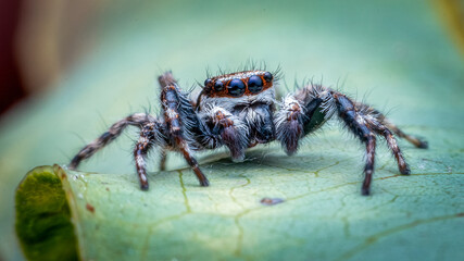 Adult Male Gray Wall Jumping Spider of the species Menemerus bivittatus