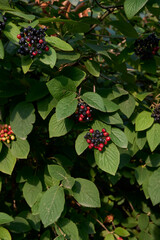 Viburnum lantana shrub 