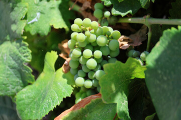 Grapes on a farm in Greece.