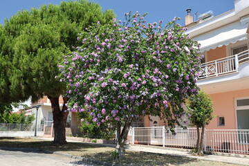 Hibiscus syriacus Hamabo in flower in Greece.