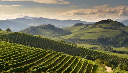 Fototapeta premium Rolling Hills Covered in Lush Green Vineyards