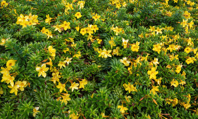 Background of Yellow Poppies Against a Green Leaf Backdrop.