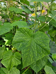 Greenhouse with cucumbers