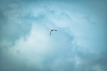 Obraz premium Bird flying in the air on blue sky