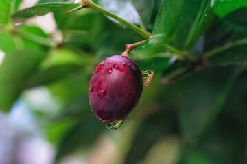 Red ripe fruit, Bengal Currants, Koronda, Carissa carandas L, Apocynaceae tree growing and blooming in tropical garden
