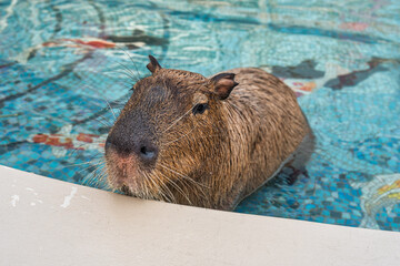 Capybara is the largest rodent sitting in the pool