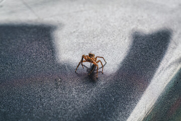 Curious tiny spider arthropod with eight legged