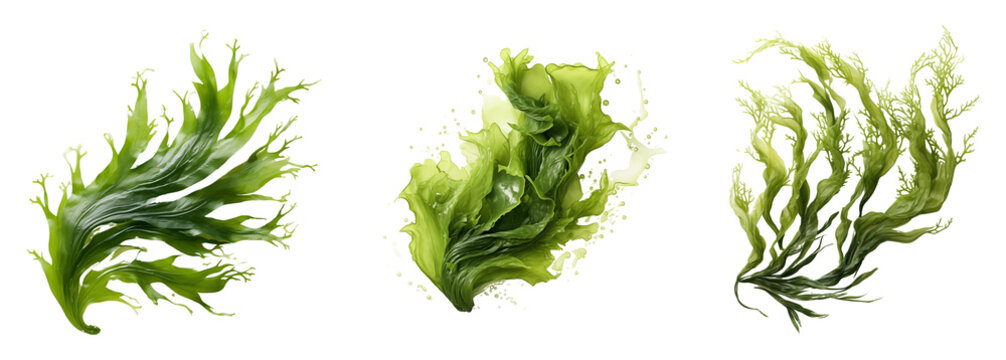 Set of seaweed plant cutout. Isolated on a transparent background.