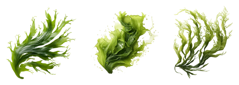 Set of seaweed plant cutout. Isolated on a transparent background.